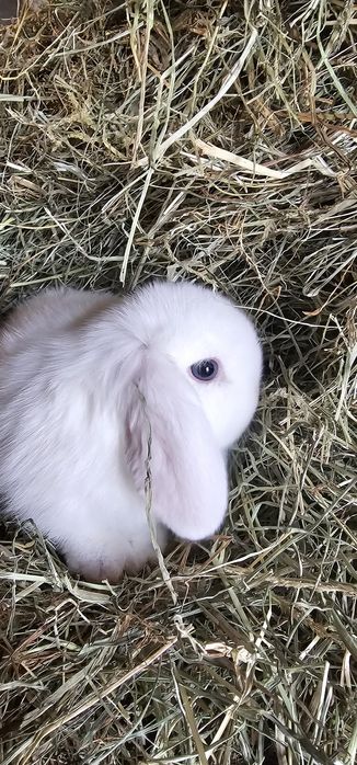 Coelhos anões Raças puras vacinados