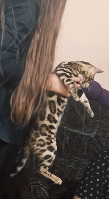 Хлопчик бенгал бенгальські кошенята