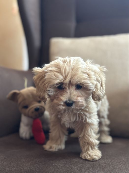 Piękna sunia Maltipoo gotowa do odbioru
