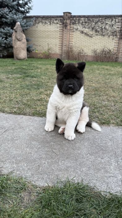 Американська акіта