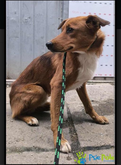 Miły piesek LOS rozgląda się za domkiem!