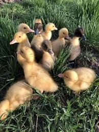 Бройлерні качки та інші,гуси,індики,курчата,кури