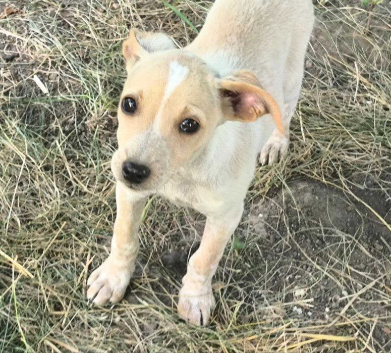 Маленький промінчик щастя шукає дім!