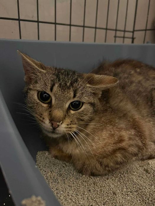 Młodziutka Grzanka szuka kochającego domku