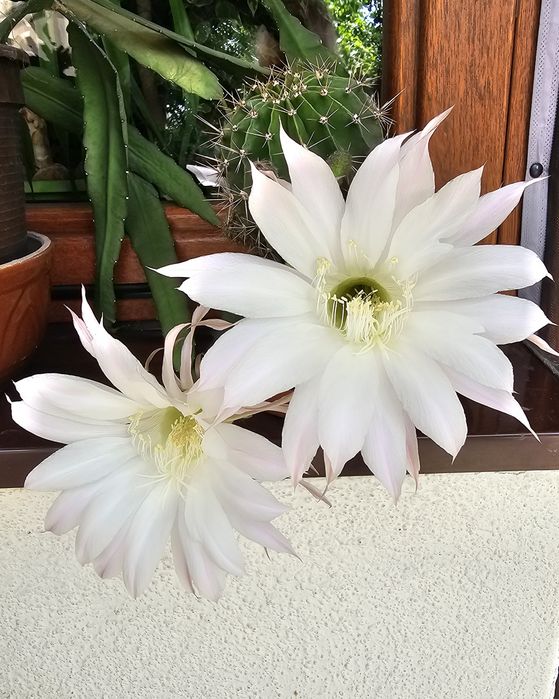 Echinopsis  kaktus. Królowa nocy Różowa.