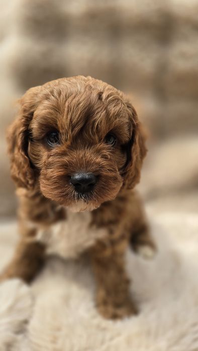 Piesek cavapoo f1  do odbioru koniec lipca