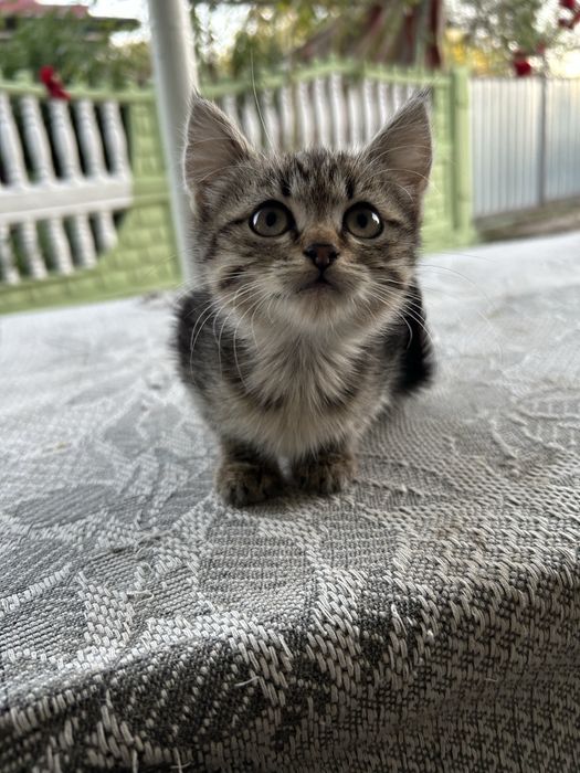 Кицюня шукає дім