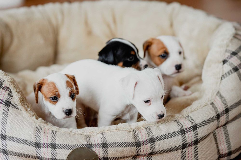 Parson Russell Terrier ZKwP