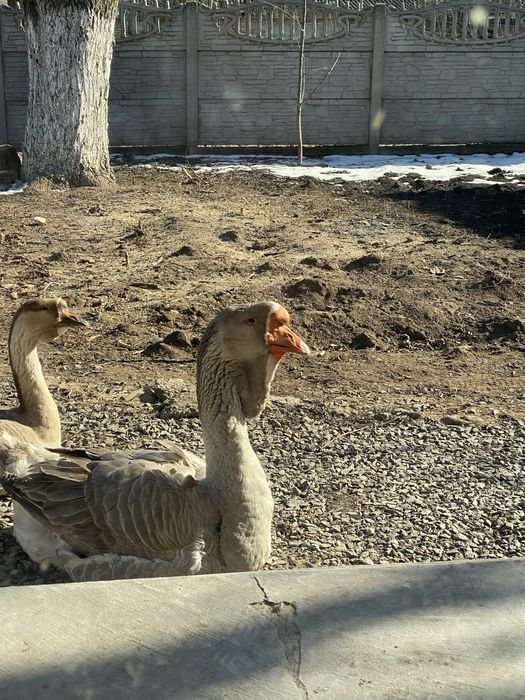 Гуси холмогори на племя