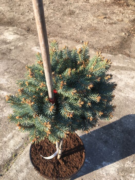 Świerk srebrny na pniu ( picea pungens glauca globosa )