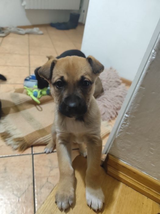 Oddam pieski/ Skierniewice