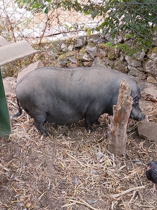 Porca preta rebaixada
