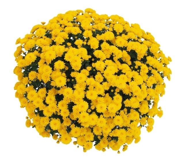 Sadzonka chryzantema wszystkich świętych 2szt