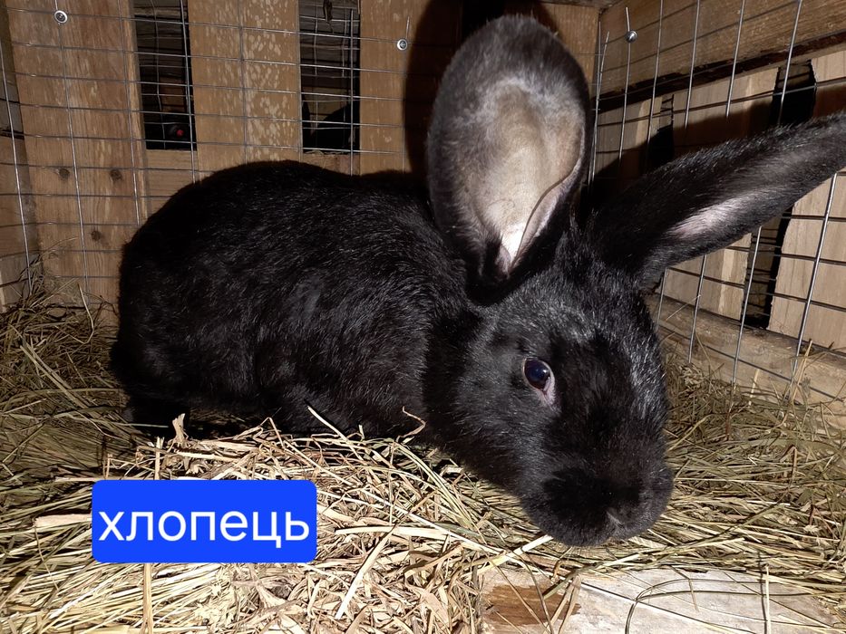 Кролики ціна за Шт