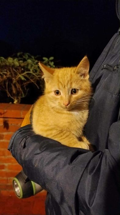 Kociątka do adopcji