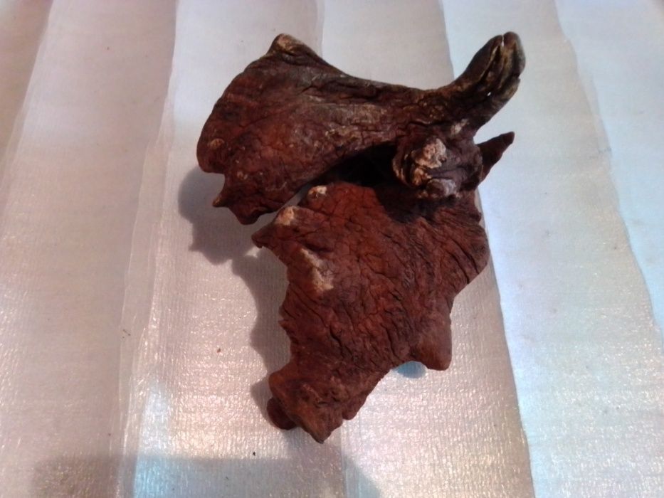 Korzeń do terrarium, akwarium