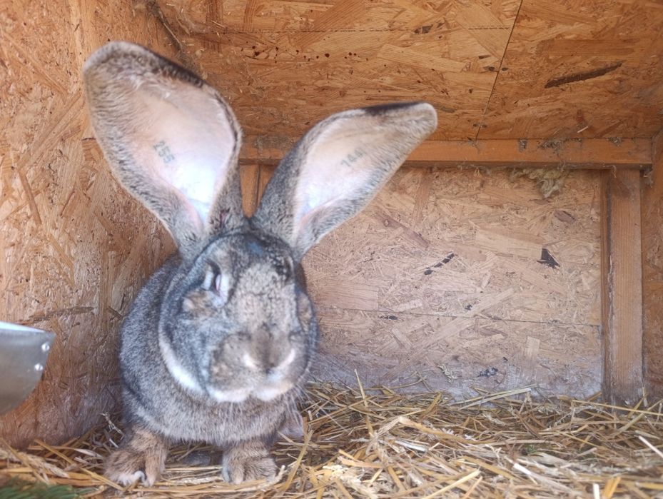 Belgijski olbrzym samiec BOS
