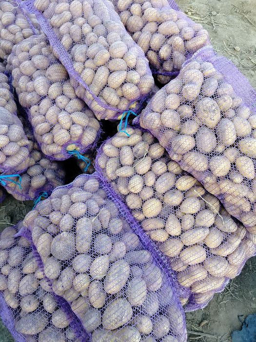 продам картоплю сортів сорая, берніна