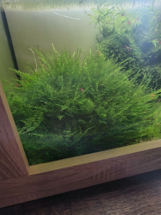 Mech piękne choinki