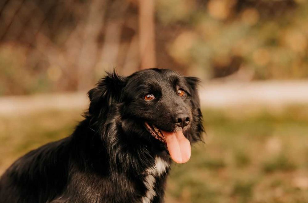 Tobi i jego wesoło merdający ogonek polecają się do adopcji :)