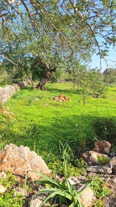 Alugo / vendo terreno Aroal Boliqueime  bom acesso.