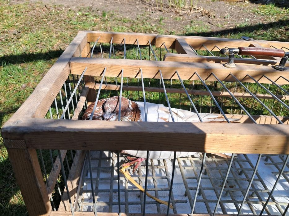 Sprzedam samca Stawaka