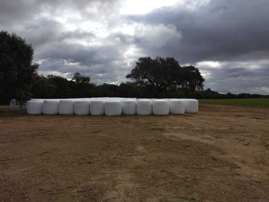 Bolas Fenosilagem [Erva do Sudão]