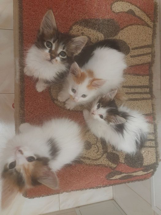 Коти в добрі руки