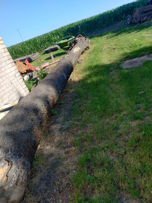 Drzewo, pień, kłoda