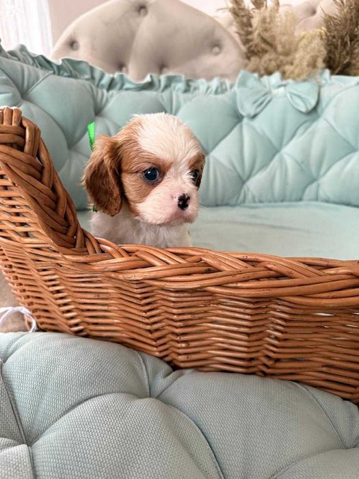 Cavalier King Charles Spaniel piesek z rodowodem