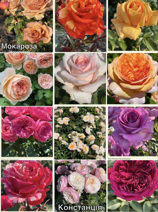 Саджанці троянд )/ Саженцы роз