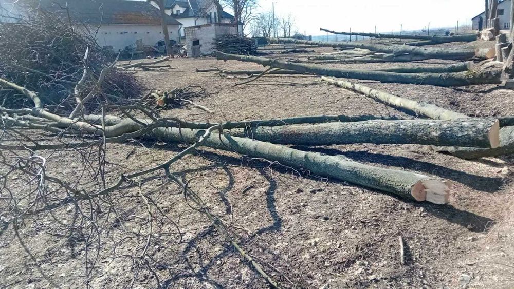 Drzewo opałowe/ 230zł/mp(m3)