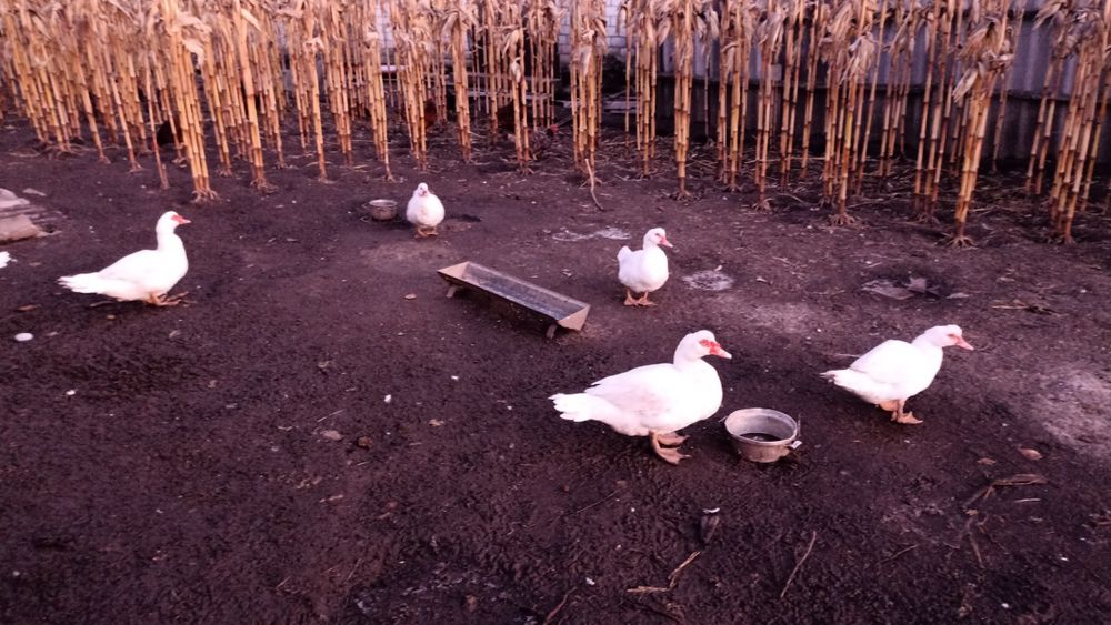 Індо качки ( мускусні)