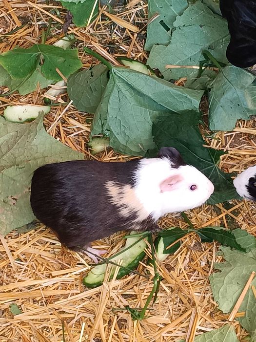 Porquinho da Índia