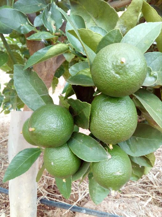 Vendo Limas produção própria