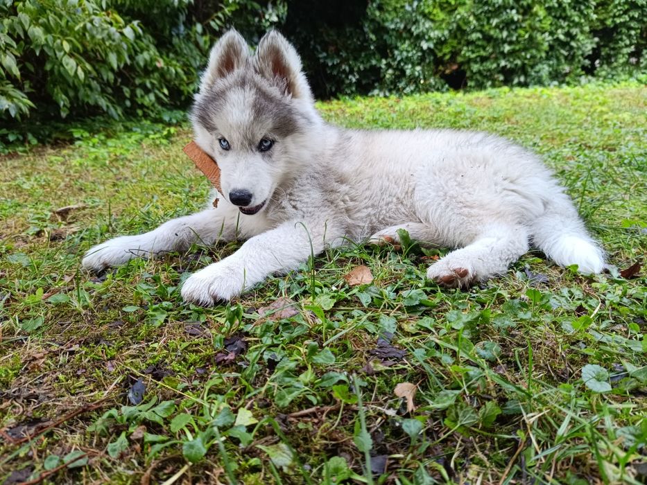 Wilczak Wolfdog Olx Wilczak Czechosłowacki Piesek 100% Czystej