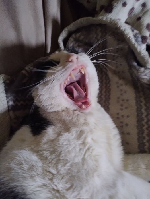 Kot szuka domu, zadbany