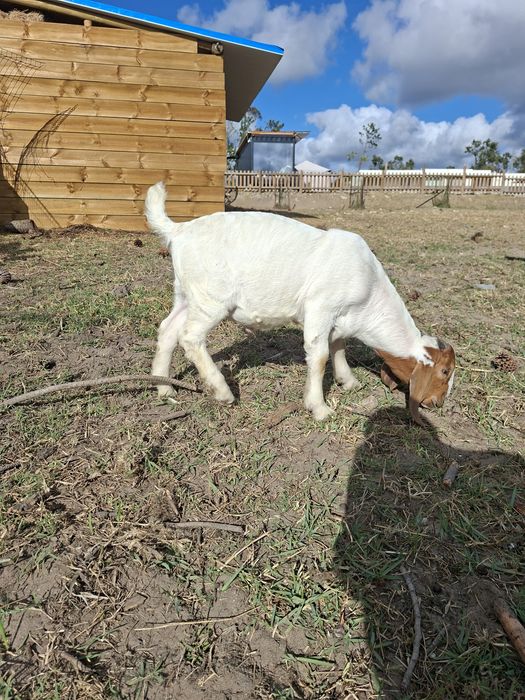 Cabrito Boer Puro com pedigree