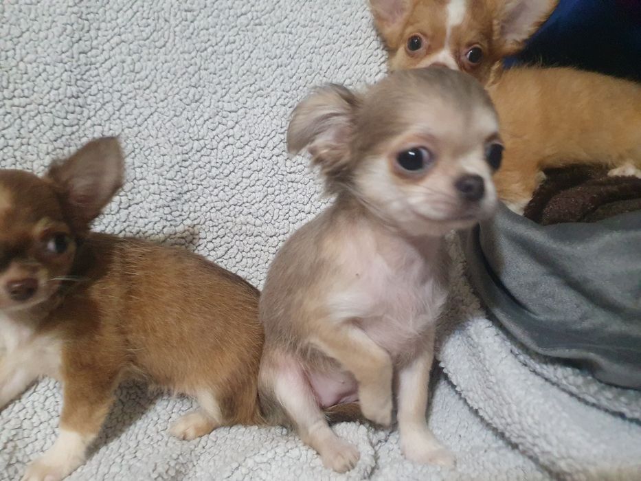 Длинношерстная девочка чихуахуа