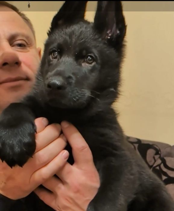 Щенки немецкой овчарки