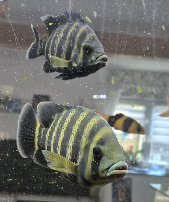 Tilapia Zebra Heterotilapia