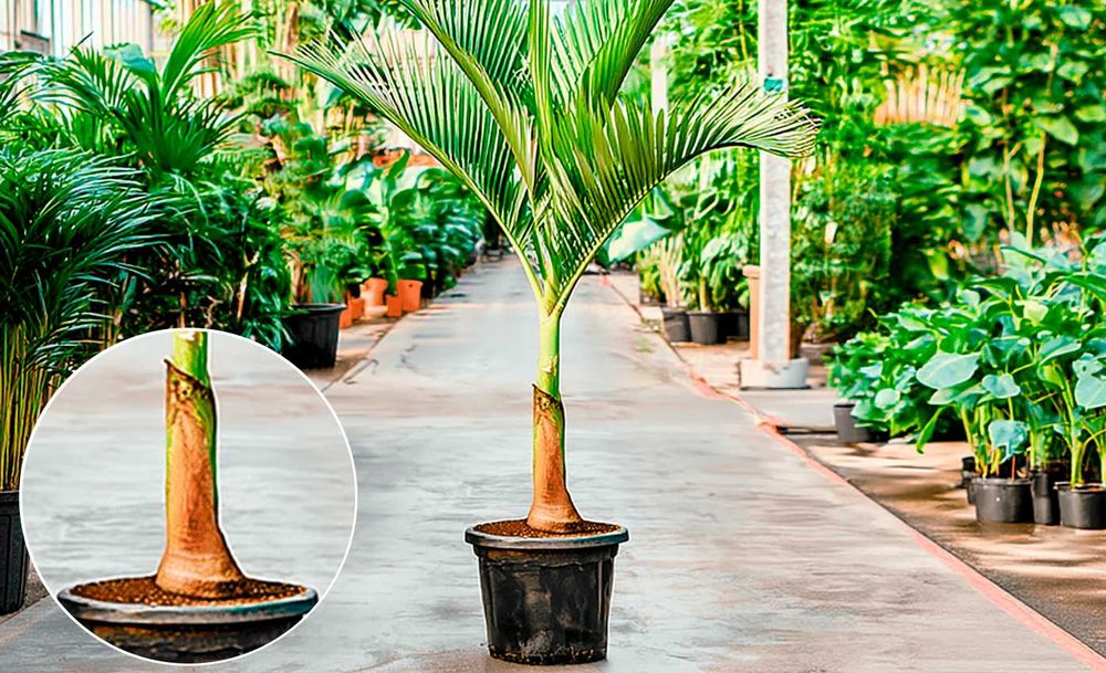 Archontophoenix alexandrae (planta)