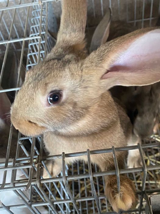 Coelhos grandes a venda