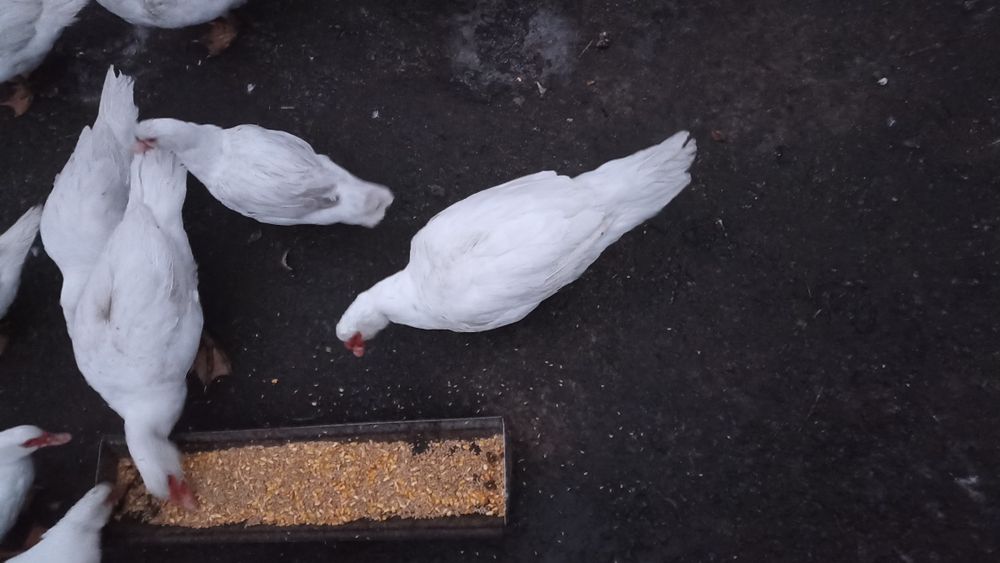 Індо качки ( мускусні)