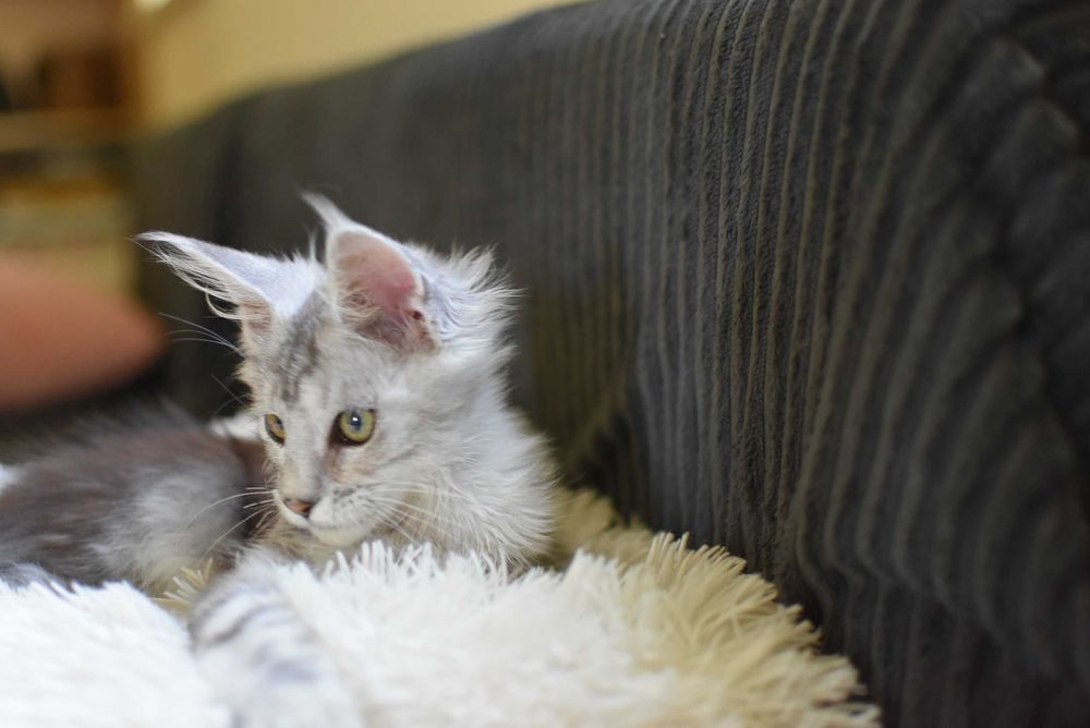 REZERWACJA/Gotowa Do Odbioru/Kotka Maine Coon/Rodowód FPL