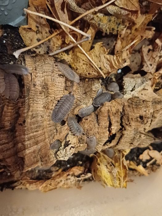 armadillidium scaberrimum 10 szt