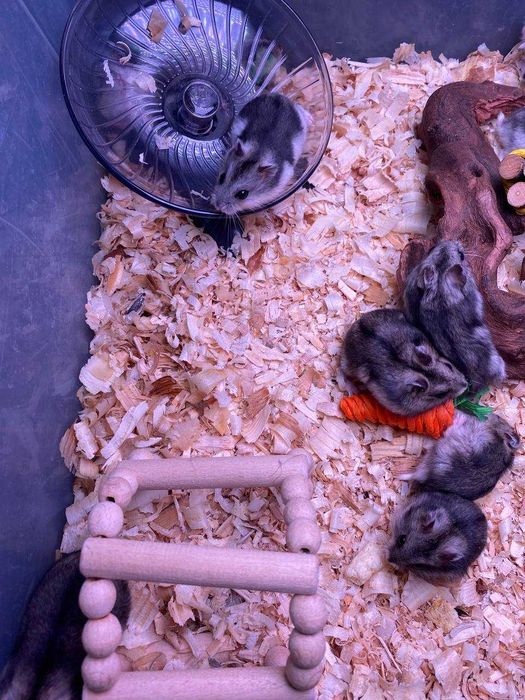 ручні хом'ячкі бусінки очки джунгарики карликові хом'яки