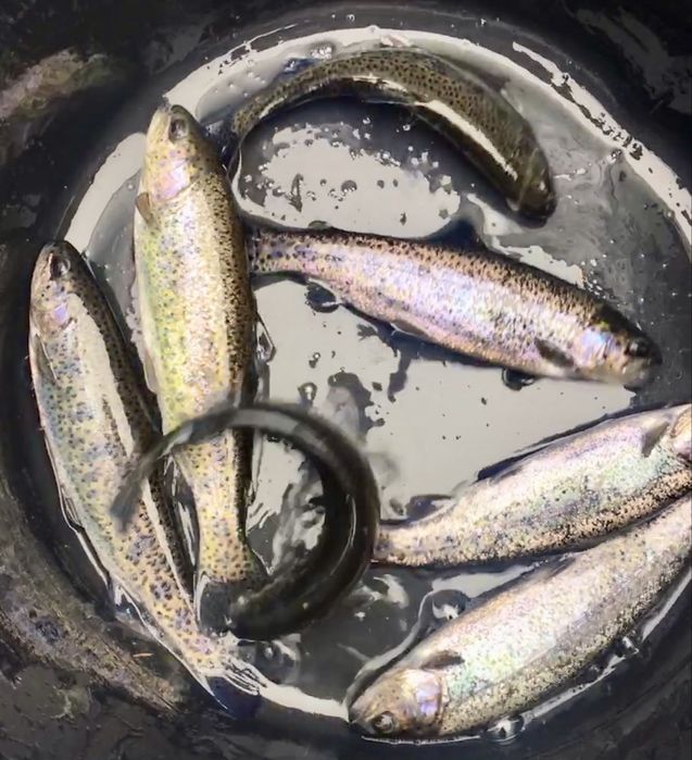 Продається мальок райдужної форелі вирощений в штучних умовах