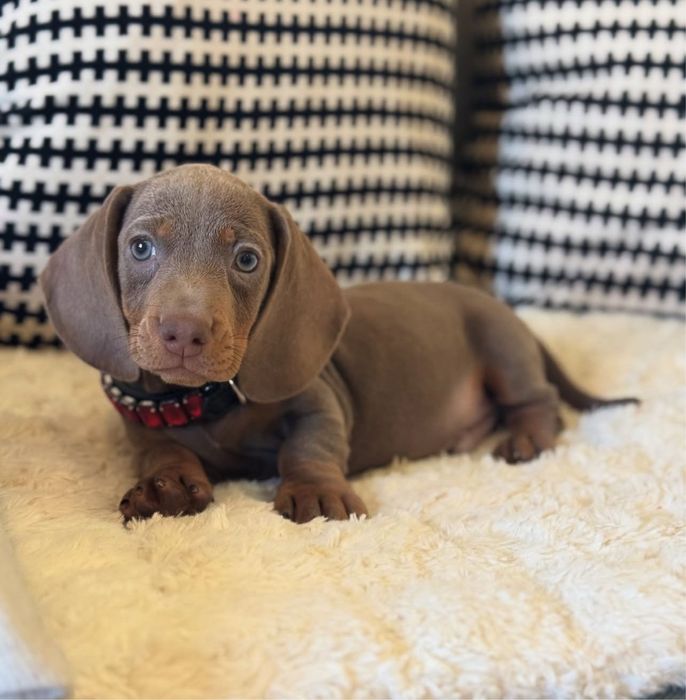 Teckel miniatura isabella