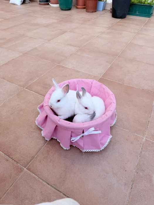 Coelhos anões brancos bebés